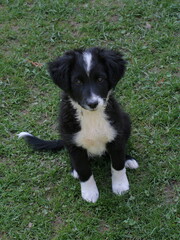 Dog puppy on a meadow in Austria, Europe
