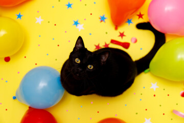 Black cat in a birthday confetti and balloons on yellow background