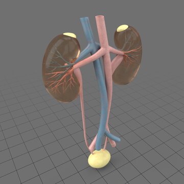 Human kidneys and bladder