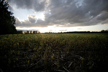 Cambridge Fields