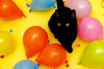 Black cat in a birthday confetti and balloons on yellow background