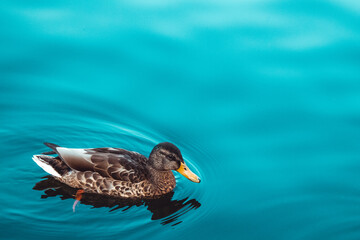duck on the water