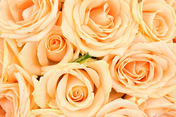 Top view of a bouquet of white roses. Several rose buds.