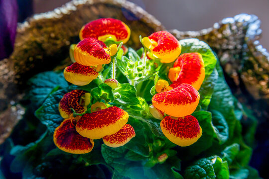Calceolaria flower in a golden pot (from the family Scrophulariaceae. Homeland - highland forests of the Andes (South America).