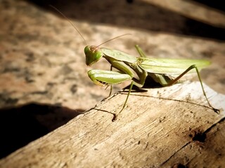 Mantis verde paciente
