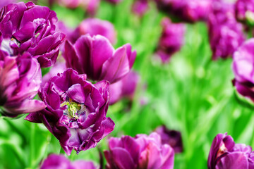 Fototapeta na wymiar petals of a terry purple tulip, selective focus, other tulips in the background in blur