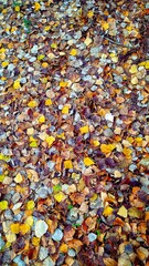 Fondo de hojas de otoño