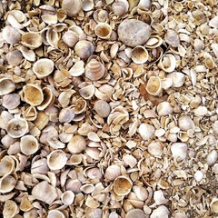 Shell texture or background