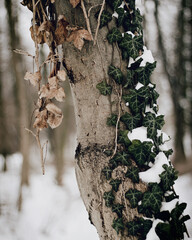 In the woods © Marcin
