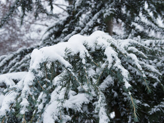 Deodar cedar or Himalayan cedar (Cedrus deodara) with bright green to glaucous blue-green needles on long horizontale branches which ends with drooping branchlets