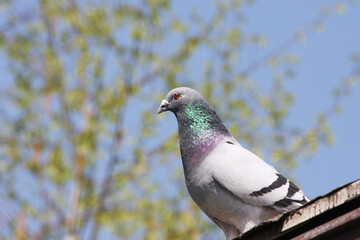 The pigeon sits on the edge of the roof. In the background is a tree and a blue sky.