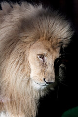 Portrait of a white South African lion male