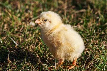 Little yellow chicken stands on a meadow in the green grass.