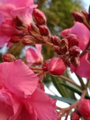 pink magnolia flowers #kanerflower