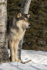 Grey Wolf (Canis lupus) Stands Between Birch Trees Staring Right Winter