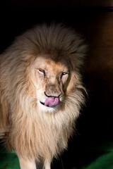 Portrait of a white South African lion male