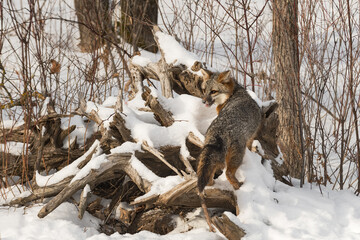Grey Fox (Urocyon cinereoargenteus) Turns While Climbing Up Log Pile Winter
