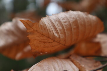 Autumn Leaves 
