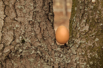 Egg laid on a tree, abstract composition