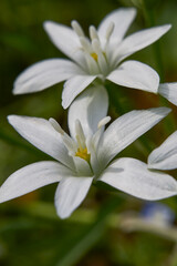 Ornithogalum umbellatum