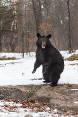 Black Bear (Ursus americanus) Stands on Back Legs Mouth Open Winter