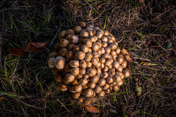 top view of group of mushroom