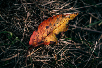 autumn colorful leaves in the forest