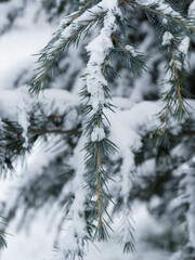 Close up on leaves needle-like on drooping branchlet of Deodar or Himalayan cedar (Cedrus deodara) covered with ice ans snow in winter