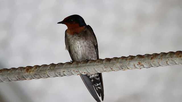 Nature wildlife bird standing on metal rod