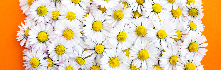 (Selective focus) Top view of beautiful daisy flowers forming a natural background.