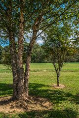 River birch tree closeup