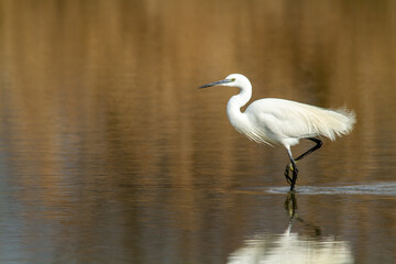 little egret ponds and marshes of Europe