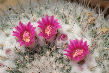 Three pink flowers in bloom and white thorns of a white cactus. Natural background.   Macrophotography. Summer time. Flora of the desert.