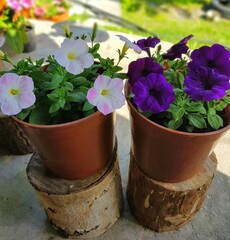 Pink and purple young ampelous petunia in brown roots