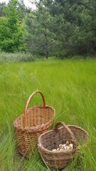 Two wicker baskets with mushrooms on a green forest background