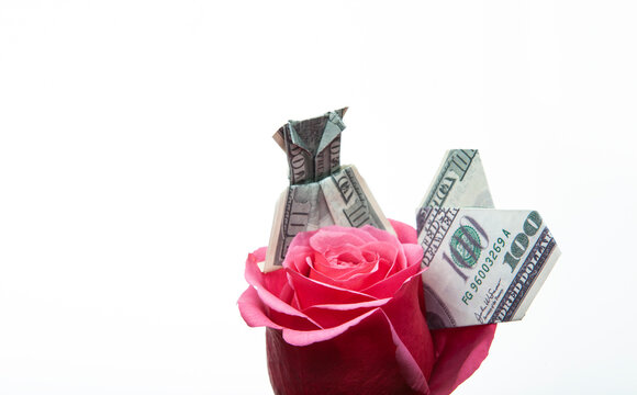 image of flower money white background