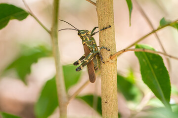grasshopper on a branch