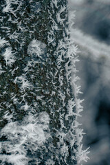 Drzewo z bliska w zimę