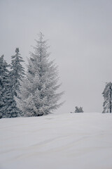 Drzewo, choinka w zimę