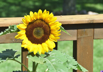 Sunflower on Wooden Deck