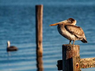 Young Brown Pelican on Post