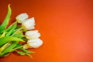 A bouquet of beautiful tulips on an orange background