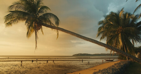 Sunset beach view with palm trees and people collecting crabs shells in sea