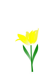 tulipano giallo aperto