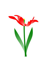 Tulipano rosso aperto