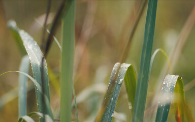 Macro isolated grass with dew water drops