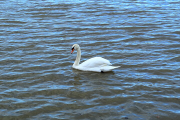 Obraz premium a single swan swimming on the Danube river in Belgrade
