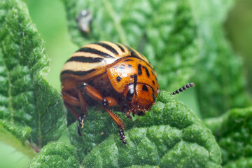 Crop pest, the Colorado potato beetle sits on the leaves of potatoes
