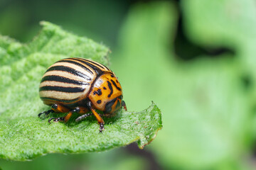 Crop pest, the Colorado potato beetle sits on the leaves of potatoes