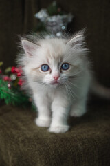 blue-eyed cat, kitten, cat toy, rag doll